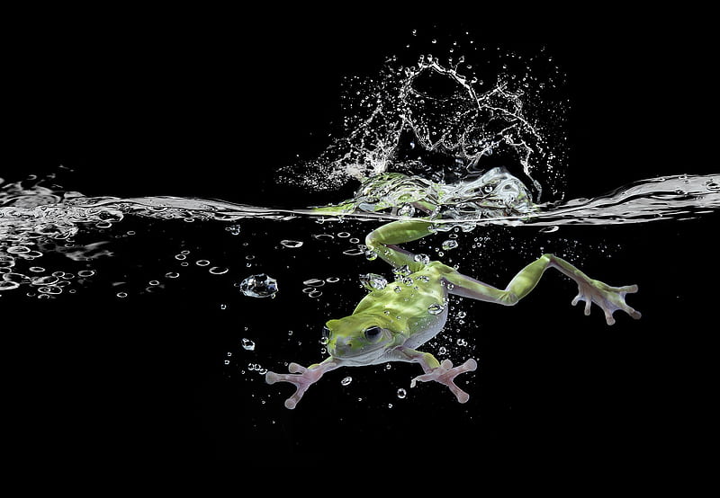 Frog, broasca, water, green, black, amphibian, HD wallpaper