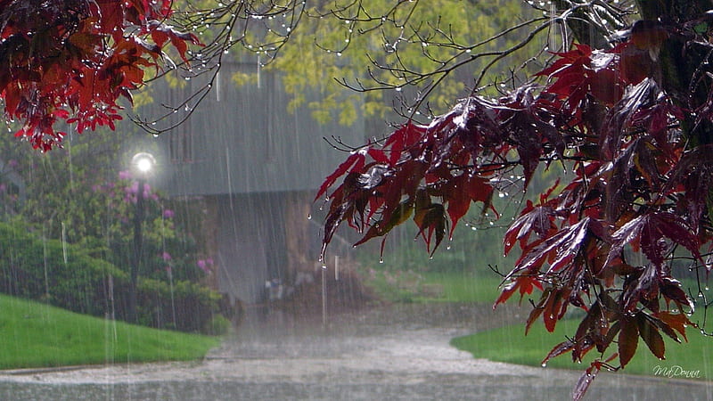 Cold Fall Rain, fall, lamp, autumn, gray, trees, leaves, sad, shower, flowers, path, rain, lane, road, dull, light, dreary, HD wallpaper