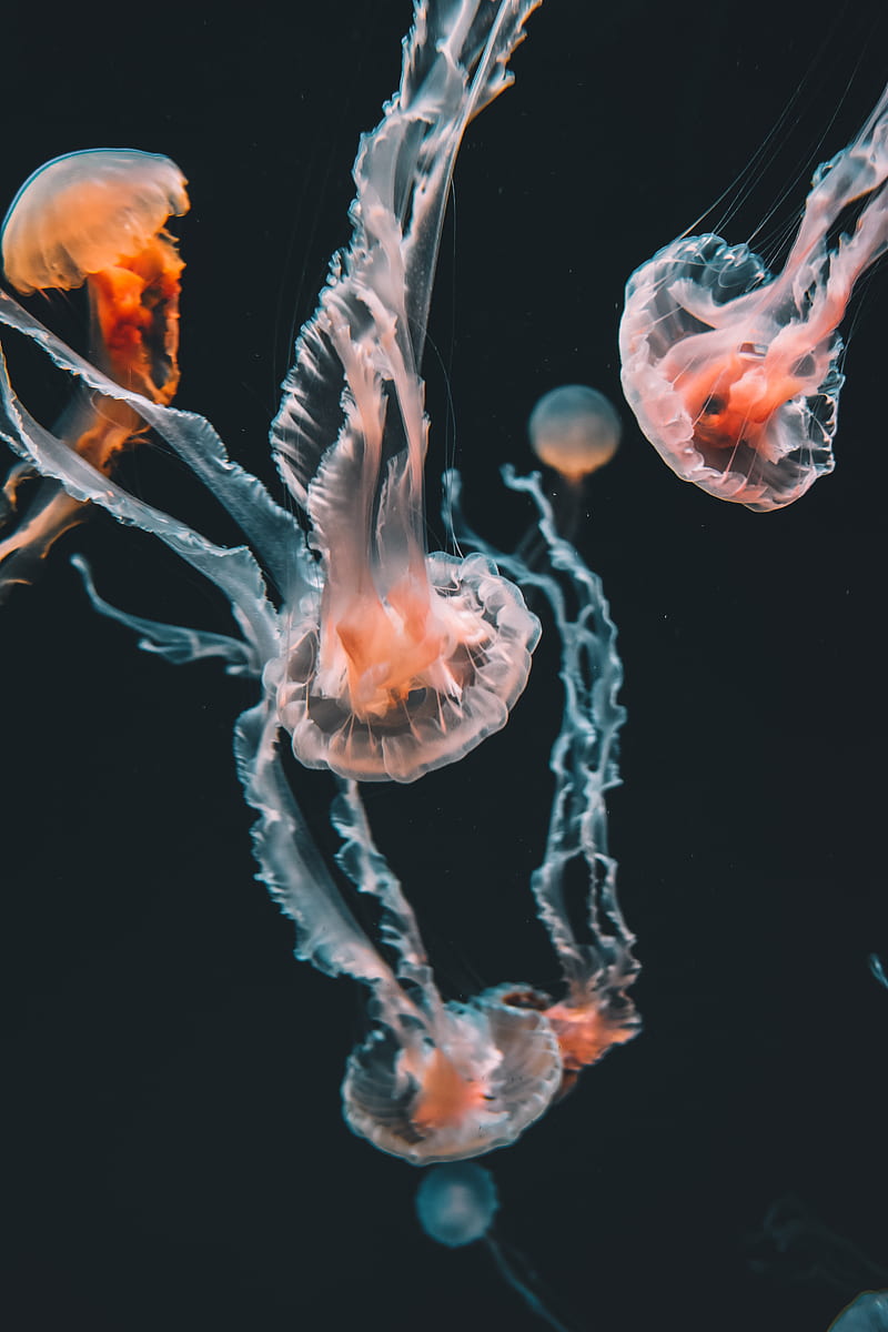jellyfish, underwater world, aquarium, swimming, tentacles, HD phone wallpaper