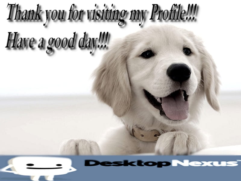 Thank you!!!, nexus, chien, dog, HD wallpaper