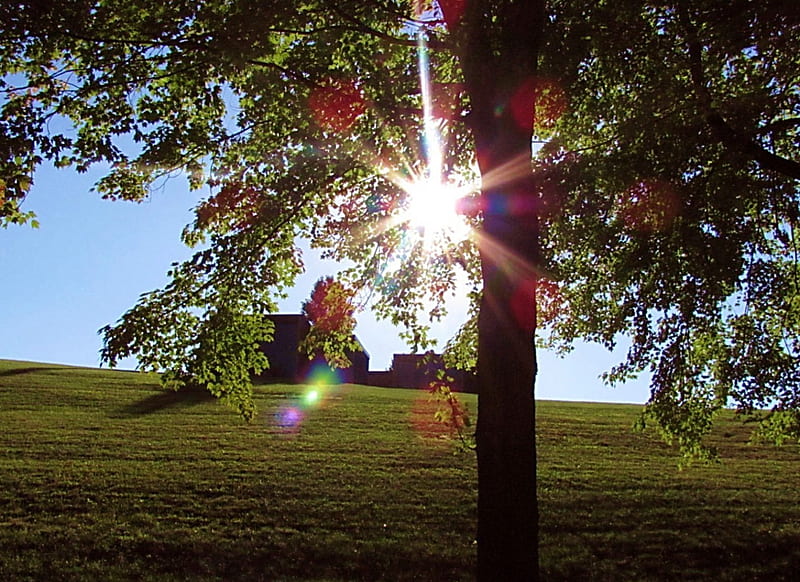 Under the Canopy, tree, nature, sunset, sky, hill, HD wallpaper