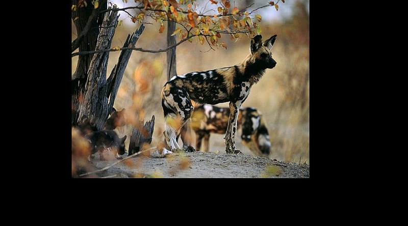 Curious Mother Dog and pups, Carnivora, African wild dog, Lycaon pictus, Canidae, HD wallpaper