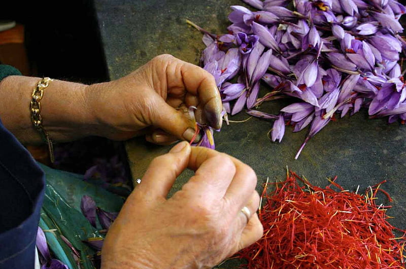 Saffron, turkish delight, purple, flowers, nature, leafs, HD wallpaper