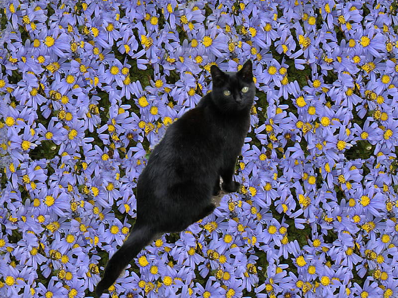Sooty - cat amongst the flowers, flowers, cat, HD wallpaper