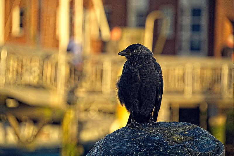 jackdaw, bird, black, blur, HD wallpaper