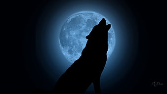 silver wolf with blue eyes howling