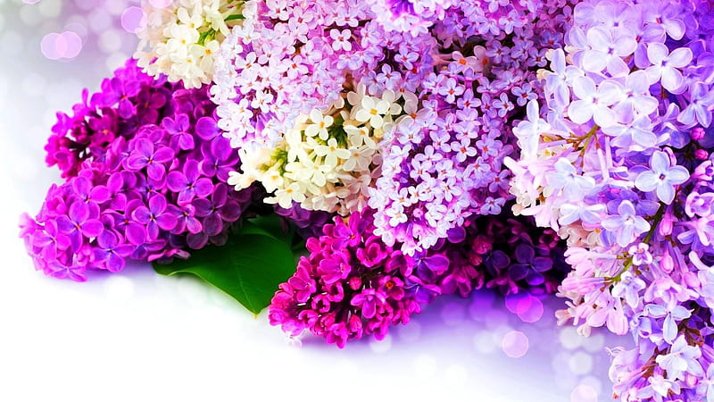 White Purple Blossom Flowers Flowers, HD wallpaper