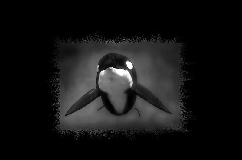 The-Orka, art, orkas, black and white graphy, killer whales, abstract, whales, paintings, shamu, animals, HD wallpaper