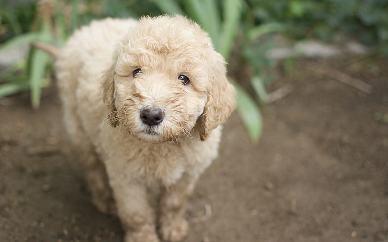 Poodle, puppy, pets, dogs, funny animals, Poodle Dog, HD wallpaper