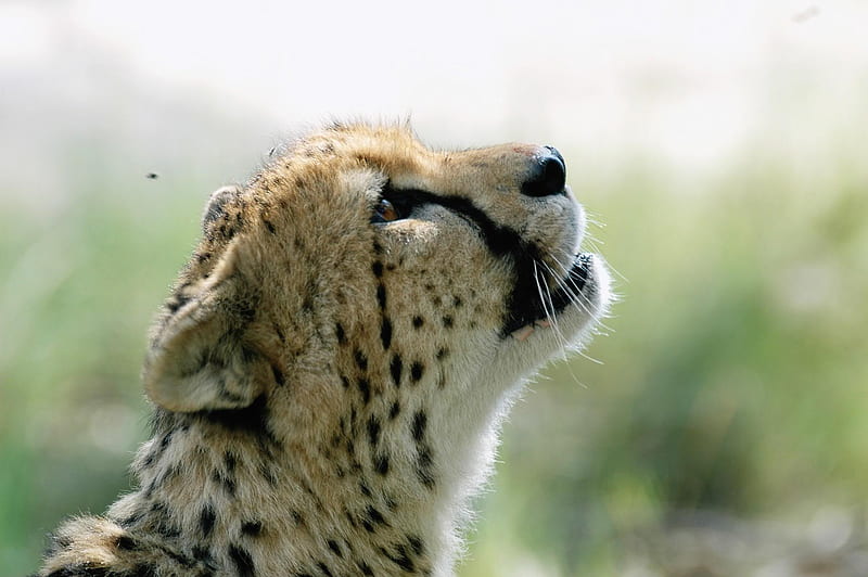 Cheetah Sniffing, spotted animals, baby cheetah, cheetah, kittens, baby animals, cute animals, wildlife, flowers, nature, big cats, HD wallpaper