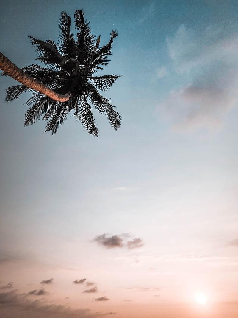 Palm, branches, sky, dusk, HD phone wallpaper | Peakpx