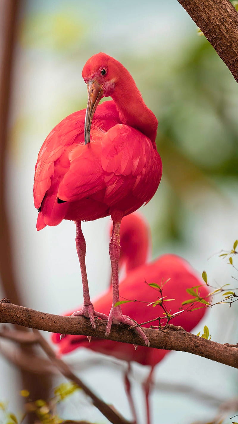 Scarlet Ibis, animal, bird, birds, branch, red, red bird, tree, HD phone wallpaper