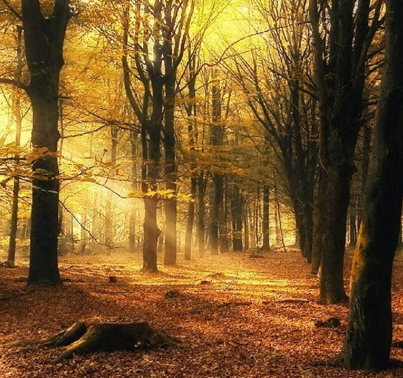Late Autumn Forest, fall leaves, forest, autumn, nature, HD wallpaper