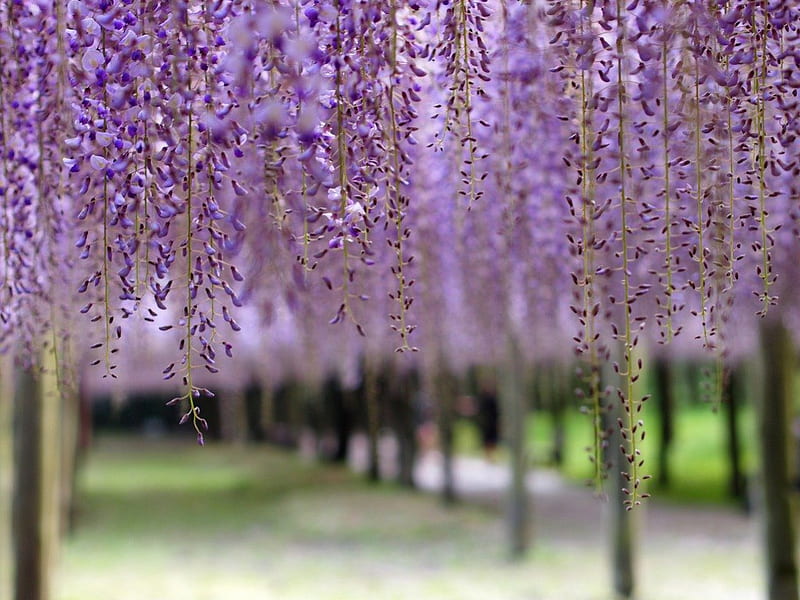 Purple wisteria, purple, summer, beauty, trees, wisteria, HD wallpaper