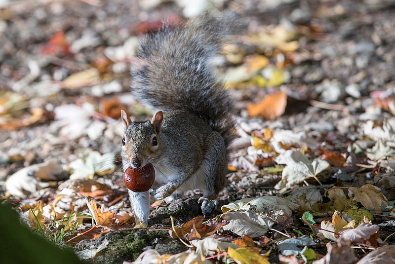 Nuts about nuts, Fall, Royal Victoria Park, Bath, Horse chestnut, Leaves, Squirrel, Autumn, England, HD wallpaper