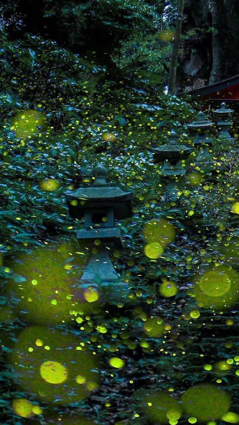 Fireflies, forest, HD phone wallpaper | Peakpx