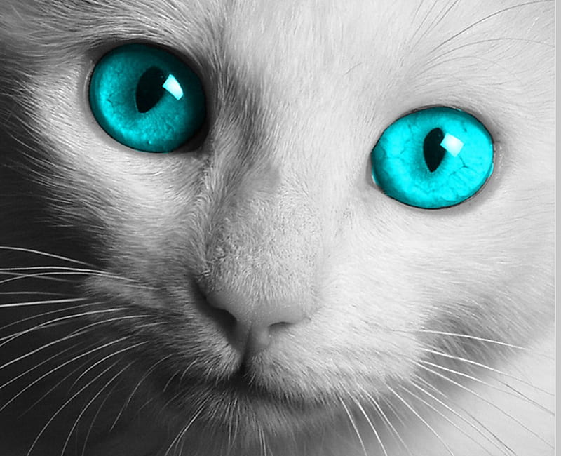 White Cat, eye, white, cat, eyes, blue, HD wallpaper | Peakpx