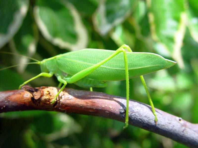 Leaf-Grasshopper, grasshopper, cool, leaf, HD wallpaper