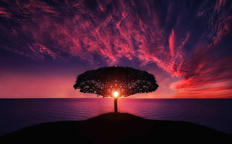 Sunset Tree Red Ocean Sky, nature, tree, red, ocean, sky, graphy, red, pink, HD wallpaper