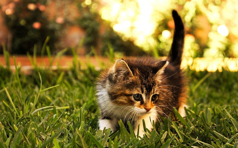 Little Explorer, pretty, stunning, sun, grass, kitty, bonito, adorable, sweet, cute, garden, kitten, cats, animals, HD wallpaper