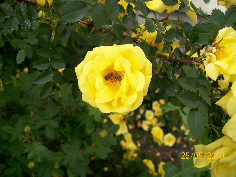 Honey Bee In Yellow Rose, yellow, roses, pollination, honey bee, HD wallpaper