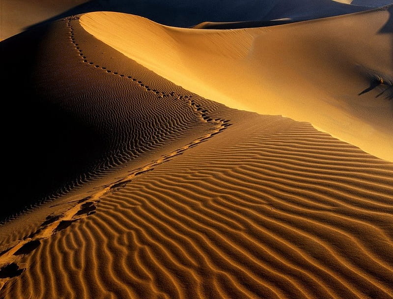 DUNES OF NAMIBIA, barren, isolation, windswept, africa, wilderness, sand, dunes, footprints, arid, HD wallpaper