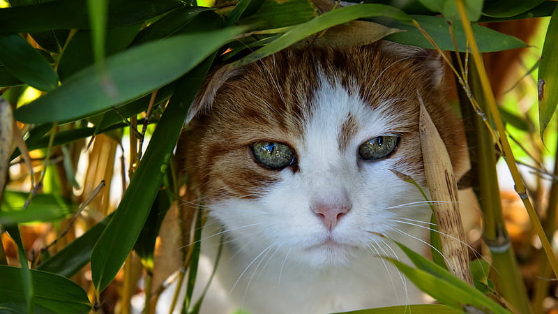 Brown And White Cat With Pink Nose Cat, HD wallpaper | Peakpx