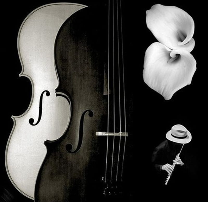 violins, black, collages, white, abstract, HD wallpaper