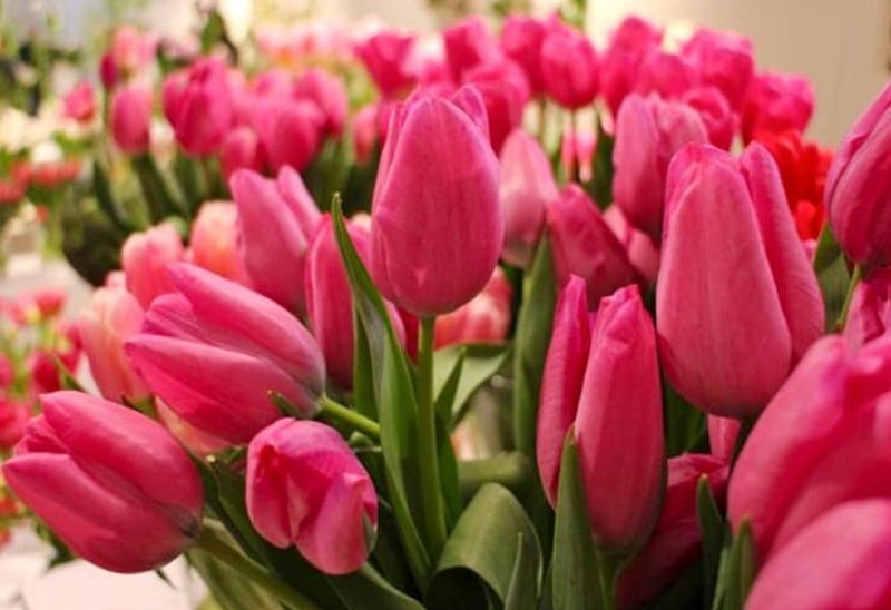 Flower exhibition, nice, beauiful, flowers, colors, tulips, style, HD wallpaper