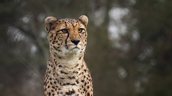 Cheetah Wild, cheetah, animals, HD wallpaper