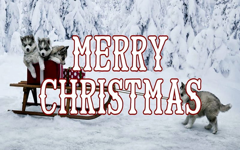 Merry Christmas DM For Everyone, Puppies, Christmas, DM, Everyone, Merry, Snow, HD wallpaper