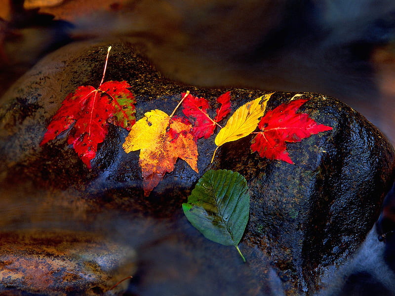 Autumn Leaves at Mountain torrent, autumn leaves, leaves, creek, mountain torrent, HD wallpaper