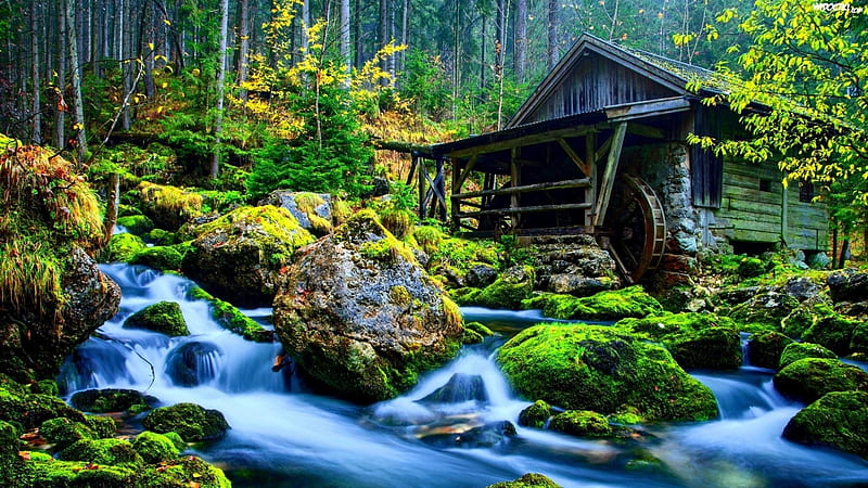 Gollinger Waterfall, Austria, forest, watermill, gollinger, moss, waterfall, nature, trees, HD wallpaper