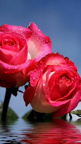 Roses Flowers Nature Hd Mobile Wallpaper Peakpx - Rose Flower Hd Wallpaper For Android Mobile