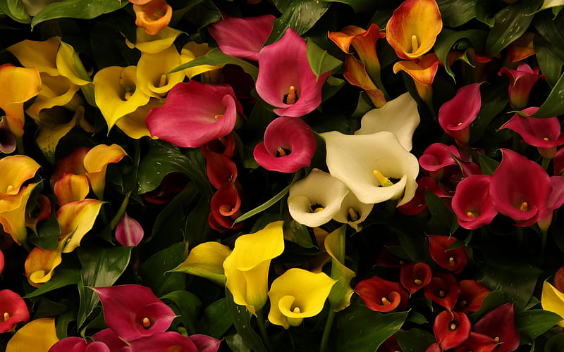 Calla, water-arum, colorful flowers, background with feces, yellow callas, pink callas, HD wallpaper