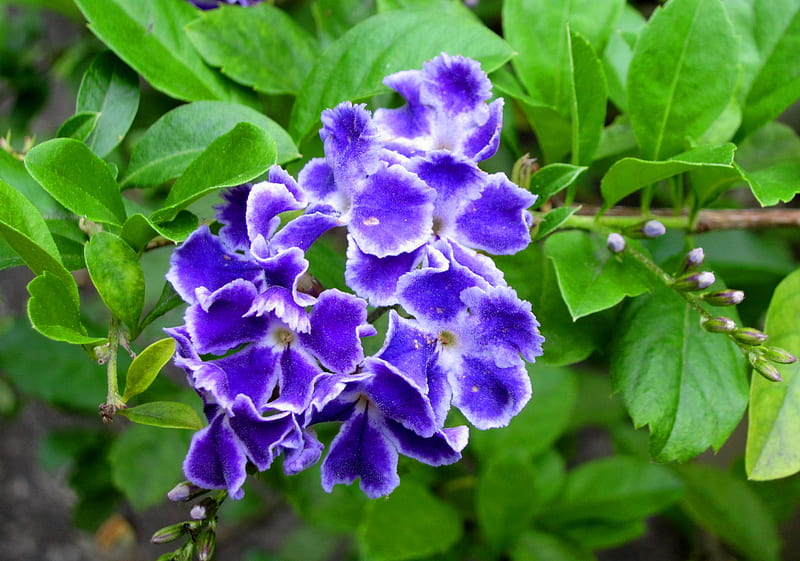 Duranta repens Linn, pretty, flowers, delicate, purple, HD wallpaper