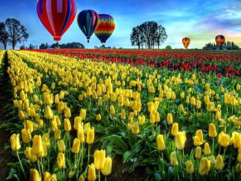 Air baloons over the tulips field, pretty, colorful, grass, baloons, bonito, clouds, nice, flowers, tulips, lovely, sky, trees, air, summer, nature, meadow, field, HD wallpaper