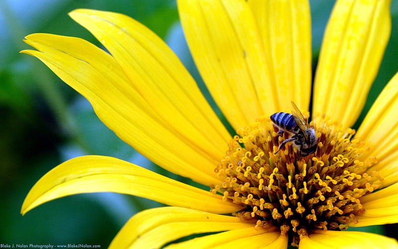 Yellow flowers and bees-Flower graphy, HD wallpaper