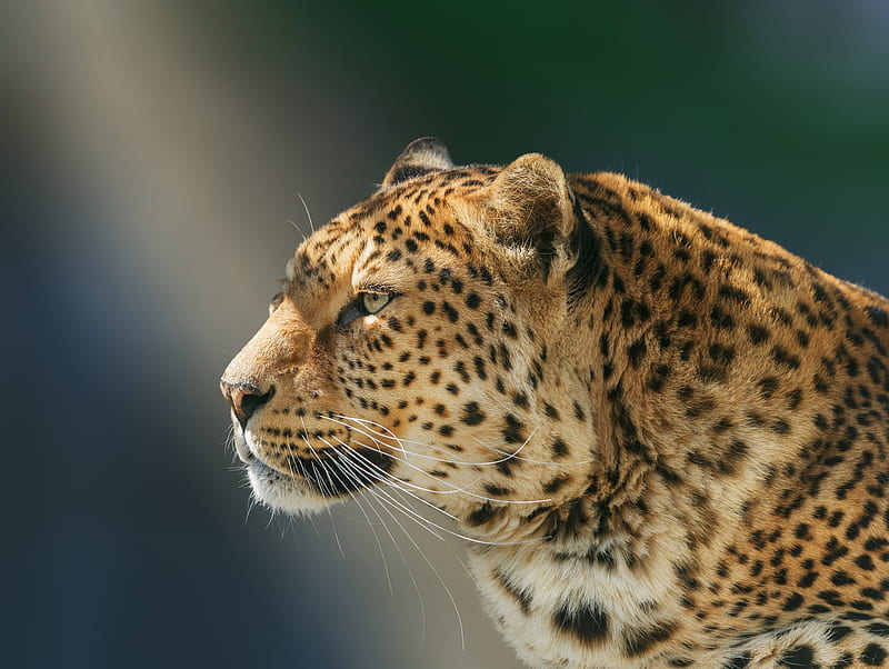Leopard Wild Animal, leopard, animals, HD wallpaper