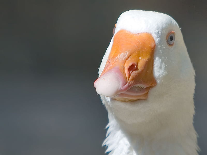 What do you mean if you say: wise guy?, beak, goose, white, head, HD wallpaper