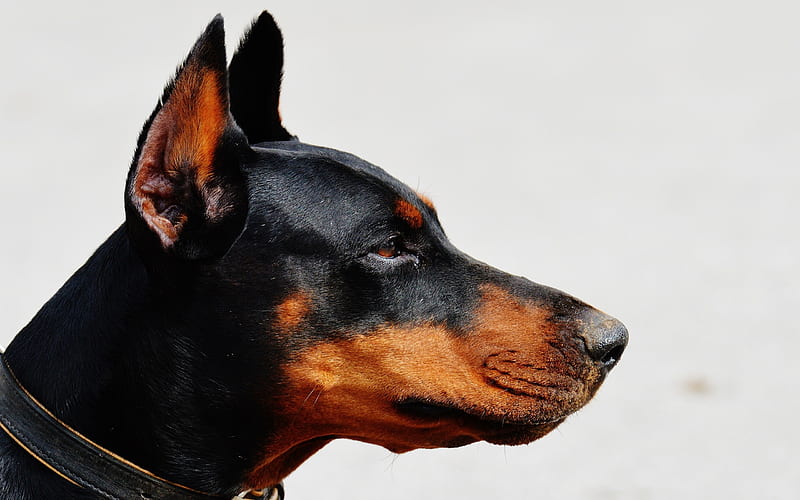 doberman, short-haired dog, profile, black dog, pets, HD wallpaper