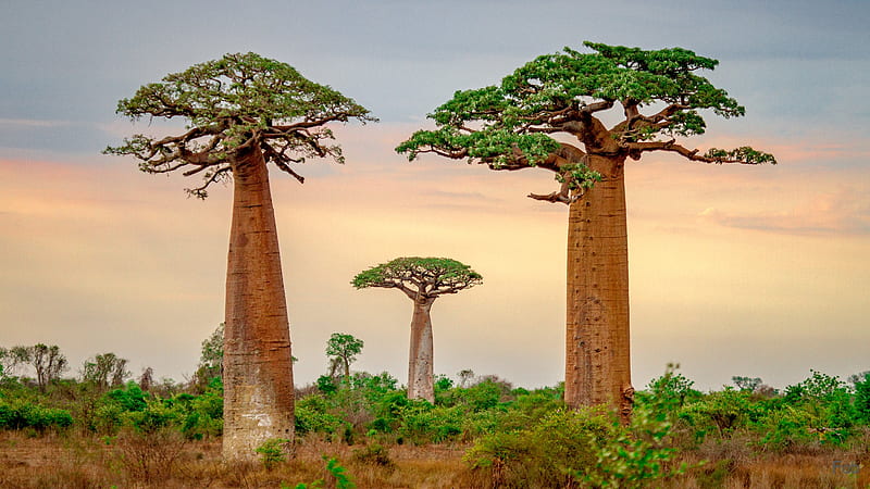 Trees, Baobab Tree, Madagascar, Tree, HD wallpaper
