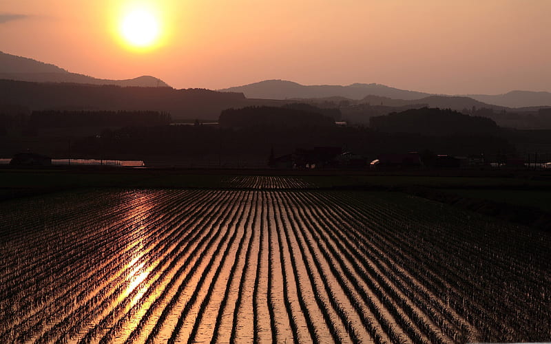 rice field-natural landscape, HD wallpaper