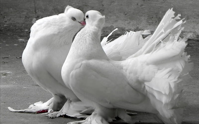 2120 Fancy Pigeon Images Stock Photos  Vectors  Shutterstock