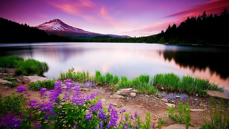 BEAUTIFUL LANDSCAPE, mountain, flowers, sky, pink, lake, HD wallpaper