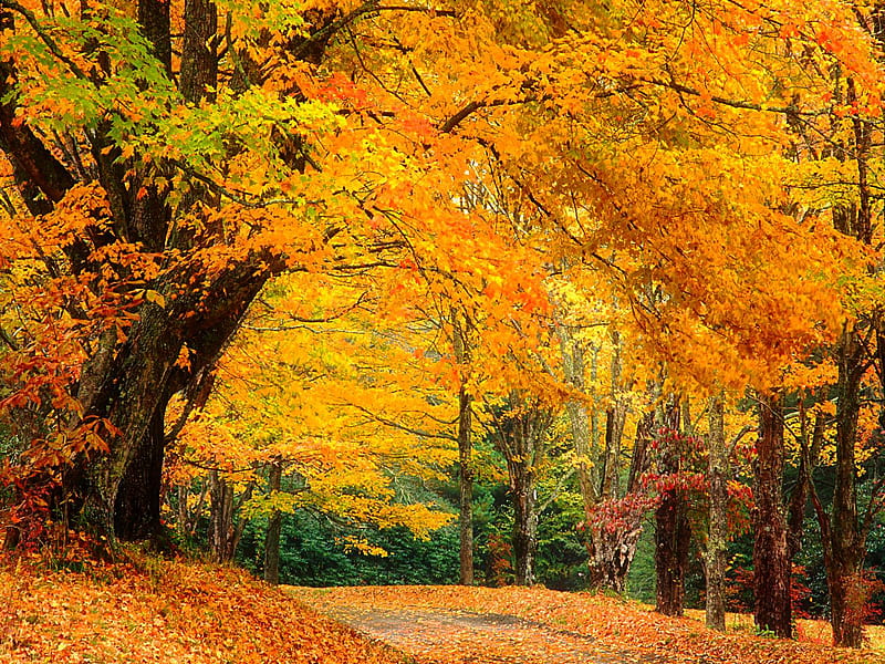 Autumn North Carolina., fall, autumn, tree, path, nature, colour, road, HD wallpaper