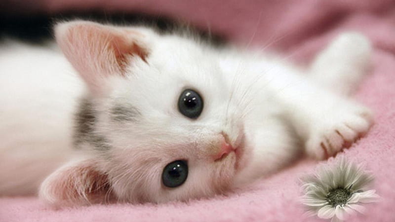 Sweet Cat, cute, cat, kitty, whit, HD wallpaper