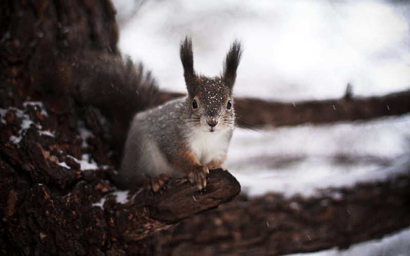 squirrel, winter, forest, snow, HD wallpaper