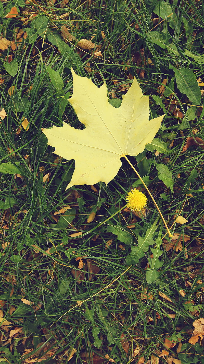 Iphone 5 autumn leaf, dandelion, fall, grass, green, nature, yellow, HD phone wallpaper