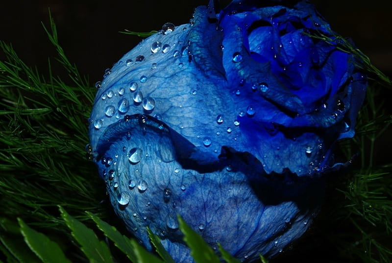 Something Blue for You, flowers, roses, rose, blue, HD wallpaper